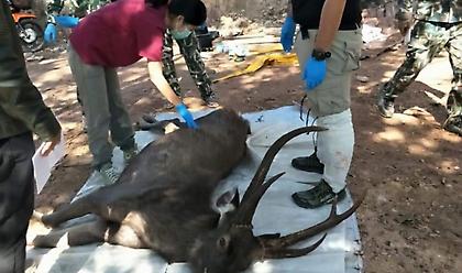 Ταϊλάνδη: Άγριο ελάφι βρέθηκε νεκρό με επτά κιλά σκουπιδιών στο στομάχι του