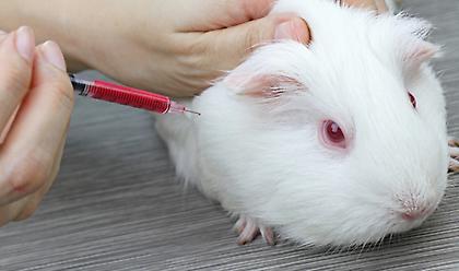 DW: Υπάρχει εναλλακτική για τα πειραματόζωα;