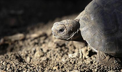 Ισημερινός: Τσουχτερό πρόστιμο σε οδηγό λεωφορείου που πάτησε χελώνα είδους προς εξαφάνιση