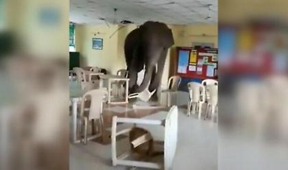 Βεγγάλη: Ελέφαντας εισβάλλει σε στρατιωτική καντίνα και γίνεται viral