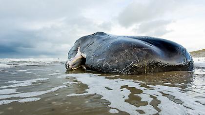 Φάλαινα με 100 κιλά σκουπίδια στο στομάχι νεκρή στις ακτές της Σκωτίας