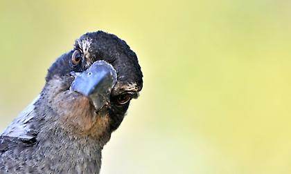 Ισραήλ: Προσπάθησε να περάσει τα σύνορα με 14 πουλιά κρυμμένα στο παντελόνι του