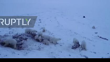 Η επέλαση της αρκούδας : Πάνω από 50 πεινασμένες αρκούδες εισέβαλαν σε ρωσικό χωριό (vid)