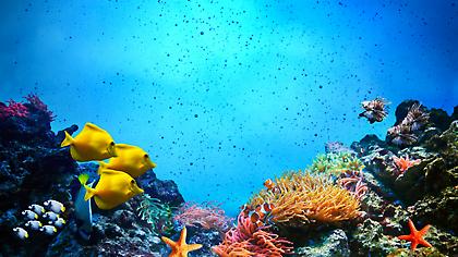 ΟΗΕ: Το οξυγόνο μειώνεται σε όλο και περισσότερες θαλάσσιες περιοχές