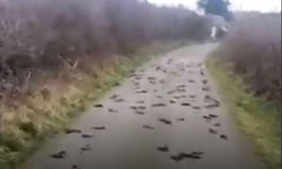 Μυστήριο στην Ουαλία: Δρόμος γέμισε με νεκρά πουλιά