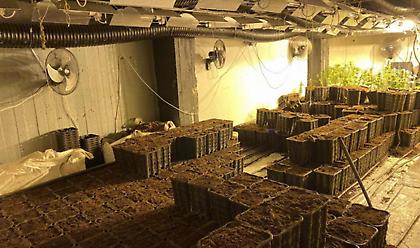 Αιγάλεω: Άνοιξαν ντουλάπα και βρήκαν ολόκληρο εργαστήριο υδροπονικής κάνναβης (vid, pics)