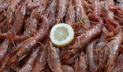 Η… κόκκινη γαρίδα μπλοκάρει την οριοθέτηση ΑΟΖ Ελλάδας-Ιταλίας 