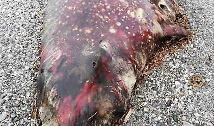 Θαλάσσιο κήτος 7 μέτρων ξεβράστηκε σε παραλία στην Κρήτη