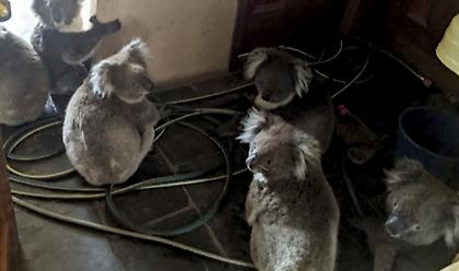 Πυρκαγιές στην Αυστραλία: Γάντια για κοάλα και μάρσιπους για καγκουρό πλέκουν εθελοντές