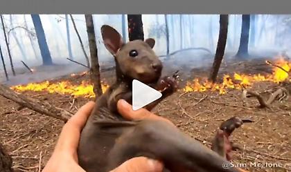 Συγκλονιστικό βίντεο: Καρέ καρέ η διάσωση ενός μωρού καγκουρό απο τις φλόγες στην Αυστραλία (vid)