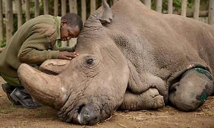 Δεν θα τα δουν ποτέ τα παιδιά σου: 5 υπερήφανα ζώα που εξαφανίστηκαν για πάντα (pics)