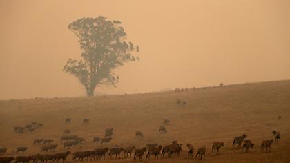 Αυστραλία: Το «ολοκαύτωμα» της πανίδας - Οι επιστήμονες προειδοποιούν (pics)