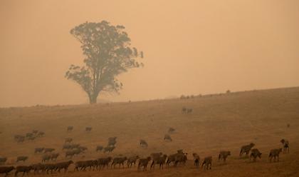Βοήθησαν πάνω από 90.000 ζώα στη φλεγόμενη Αυστραλία