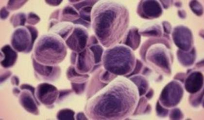 Επιστήμονες υποστηρίζουν πως βρήκαν το κύτταρο που εξοντώνει τον καρκίνο