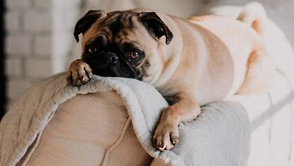 Οι 3 μεγαλύτερες φοβίες του σκύλου σου που πρέπει οπωσδήποτε να ξέρεις