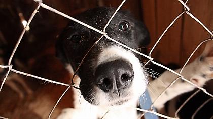 Χώρο για ίδρυση καταφυγίου για αδέσποτα αναζητά ο δήμος Αθηναίων