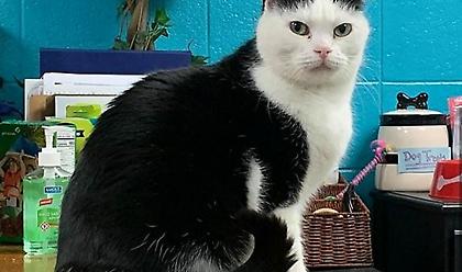 ΗΠΑ: Κατάφερε να υιοθετηθεί η «χειρότερη γάτα» του πλανήτη