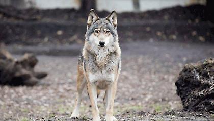 Μετά από χρόνια: Οι λύκοι επέστρεψαν στην Ελλάδα