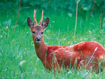 Εξαφανίζονται: 5 γνωστά ζώα που σε λίγα χρόνια δεν θα υπάρχουν στην Ελλάδα (pics)