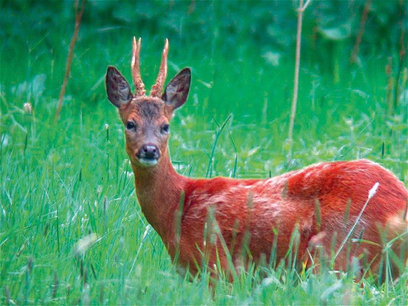 Εξαφανίζονται: 5 γνωστά ζώα που σε λίγα χρόνια δεν θα υπάρχουν στην Ελλάδα (pics)