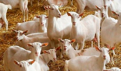 Eurostat: Πρώτη... στις κατσίκες η Ελλάδα 