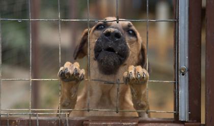 Νέο κρούσμα κακοποίησης ζώου: Κρέμασαν σκύλο από το λουρί του στη Νάξο