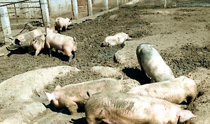 Έρευνα για το πώς έφτασε στην Ελλάδα η αφρικανική πανώλη των χοίρων