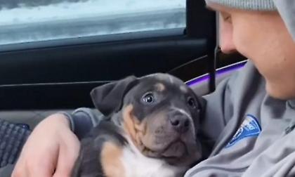 Τίμα: Πήρε κουτάβι και το ονόμασε «Mamba»! (pics - video)