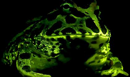 Μελέτη: Βάτραχοι και σαλαμάνδρες φωσφορίζουν στο σκοτάδι