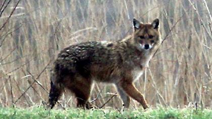 5 γνωστά και υπερήφανα ζώα που μπορεί να μην προλάβουν να δουν τα παιδιά σου στην Ελλάδα