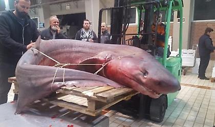 Καβάλα: Τεράστιο καρχαριοειδές 330 κιλών έπιασαν ψαράδες