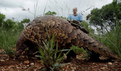 Μην τρώτε παγκολίνο: Αθωώθηκε για τον κορωνοϊό αλλά παραμένει επικίνδυνος