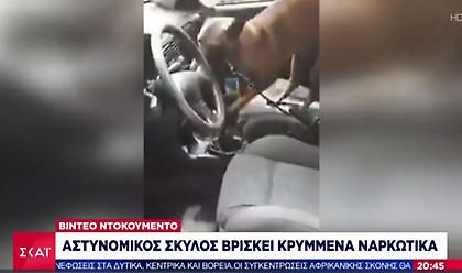 Η στιγμή που σκύλος της ΕΛ.ΑΣ. βρίσκει κρυμμένα ναρκωτικά - Εξάρθρωση σπείρας (vid)
