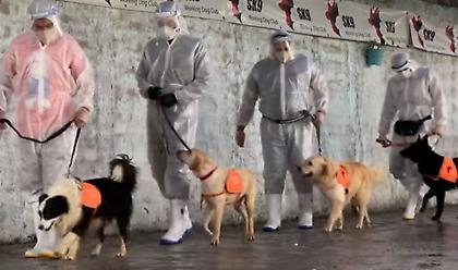 Τεχεράνη: Εκπαιδεύουν σκύλους να ανιχνεύουν τον κορωνοϊό (video)
