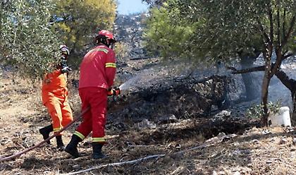 Φωτιά στην περιοχή Φοίνικας του Δήμου Σπάτων-Αρτέμιδας