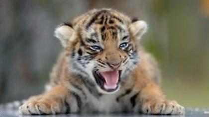 WWF: Τα 2/3 της άγριας πανίδας εξαφανίσθηκαν μέσα σε λιγότερο από 50 χρόνια