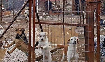 «Ιανός»: Νεκρά σκυλιά σε καταφύγια - Κραυγή απόγνωσης από φιλοζωικά σωματεία