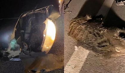 Τροχαίο με κοπάδι από αγριογούρουνα στη δυτική Φθιώτιδα