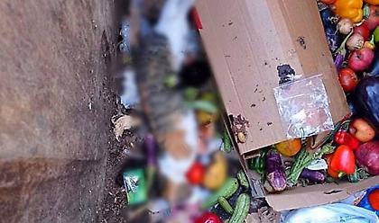 Μαζική δολοφονία αδέσποτων γατιών με φόλες σε Αιγάλεω - Γείτονες καταγγέλλουν τη δράστιδα (pics)
