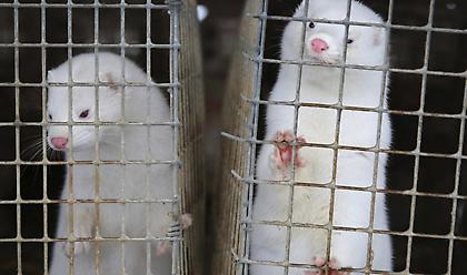 Ξεκίνησε η διαδικασία θανάτωσης 2500 μινκ που προσβλήθηκαν από κορωνοϊό σε μονάδα της Κοζάνης