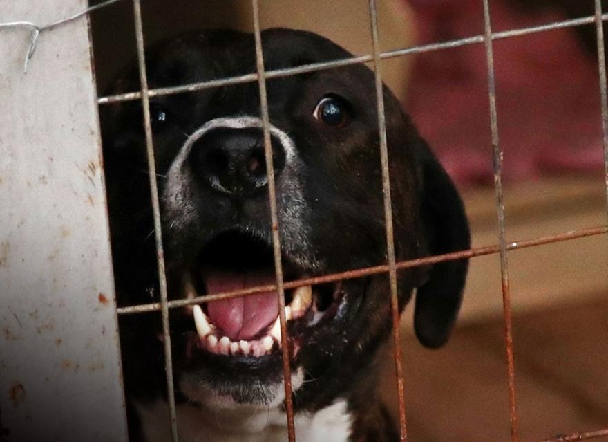 ΠΑΕ ΑΕΚ: Υιοθέτησε ένα αδέσποτο από το Άλσος Φιλαδέλφειας