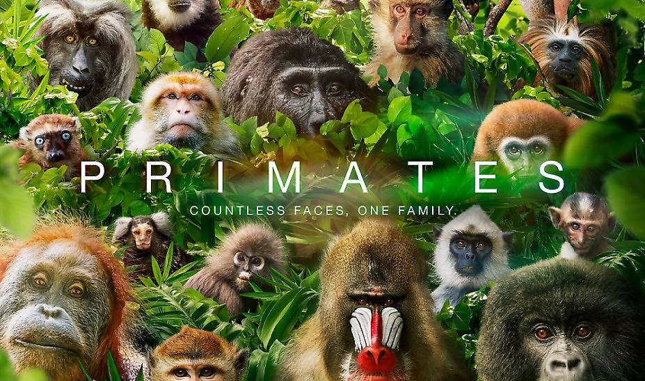 PRIMATES - Ντοκιμαντέρ σε Α’ Τηλεοπτική Μετάδοση στον ΣΚΑΪ