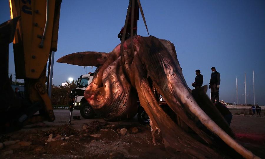Ξεβράστηκε φάλαινα 8 μέτρων στον Πειραιά (video)
