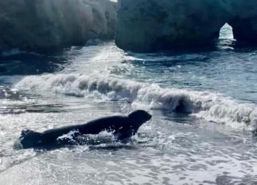 Εντυπωσιακό: «Ποδαρικό» στην Κάρπαθο από φώκια Monachus monachus (video)