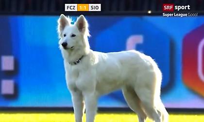 Ο σκύλος του προέδρου έκανε «ντου» σε αγώνα στην Ελβετία (video)