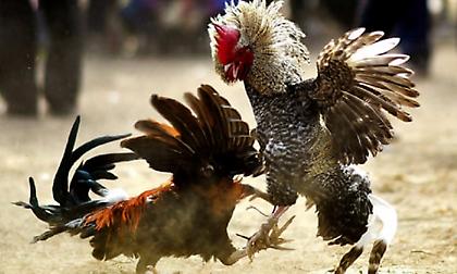 Κόκορας με λεπίδα στο πόδι σκότωσε τον ιδιοκτήτη του