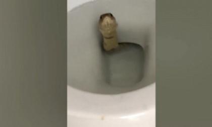 Πήγε τουαλέτα και πετάχτηκε μια κόμπρα από τη λεκάνη (video)