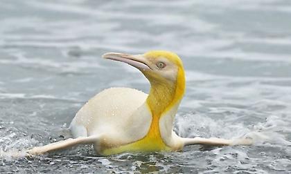 Φωτογράφος απαθανάτισε έναν εξαιρετικά σπάνιο κίτρινο πιγκουίνο (pic)