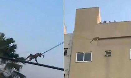 Mission Impossible: Μαϊμούδες κατεβαίνουν από ταράτσα σε τεντωμένο καλώδιο (video)