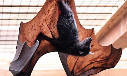 Λεβάντε-Βαλένθια: Βατράχια, κατσίκια, νυχτερίδες και μια κηδεία